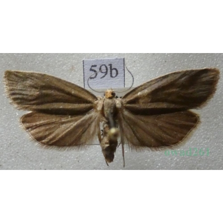 Pseudosciaphila branderiana (Linnaeus, 1758) Czech59b